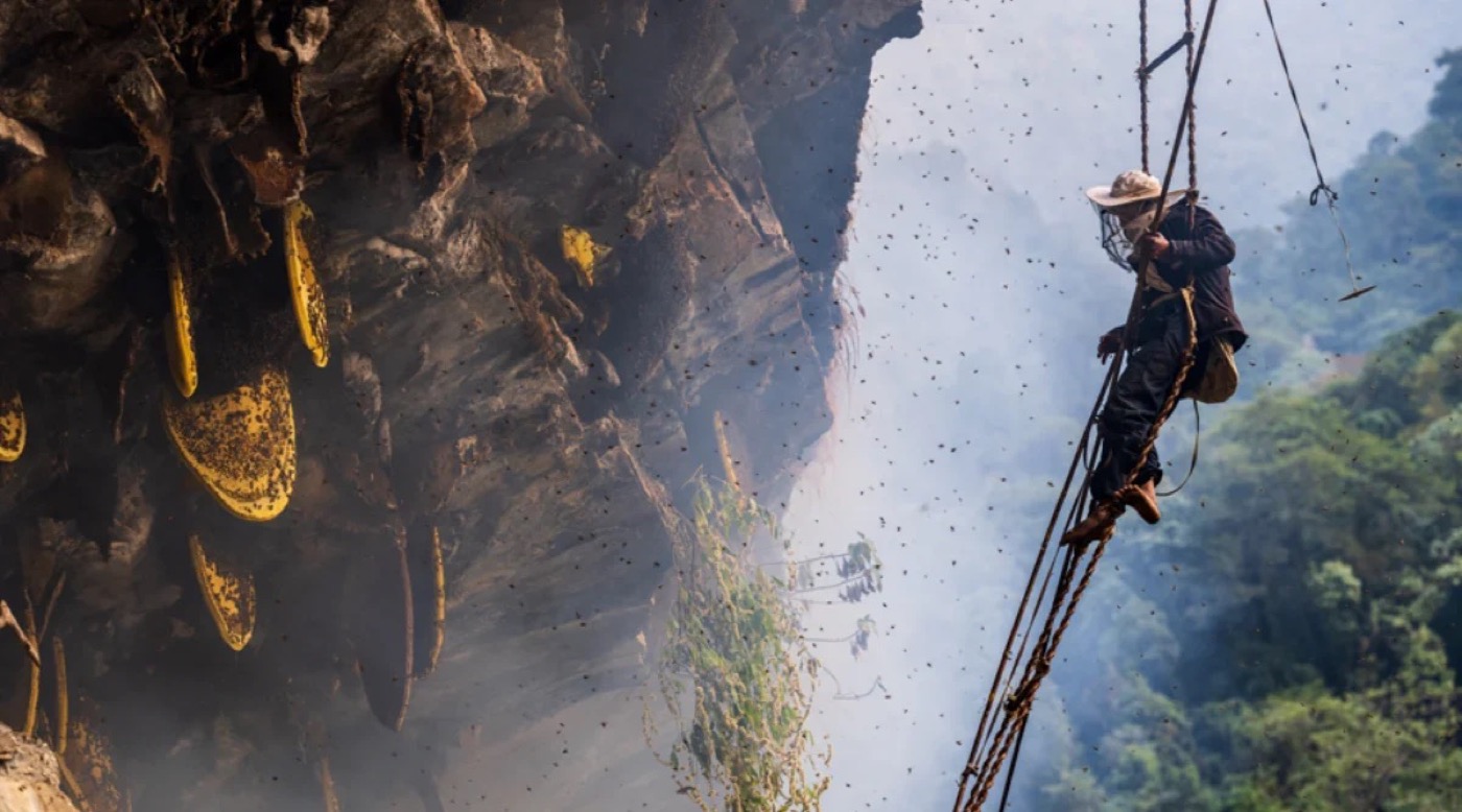 A Gurung honey hunter hangs from a handmade rope ladder on a sheer Himalayan cliff, using smoke to drive wild bees off the honeycomb while harvesting mad honey